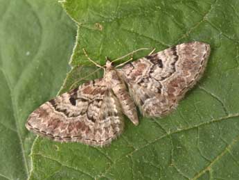 Eupithecia abietaria Gze adulte - Philippe Mothiron