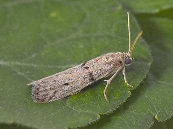 Cadra abstersella Z. adulte - Philippe Mothiron