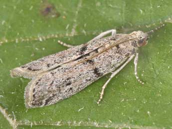 Cadra abstersella Z. adulte - Philippe Mothiron