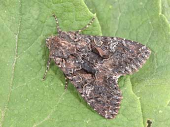 Mniotype adusta Esp. adulte - Philippe Mothiron