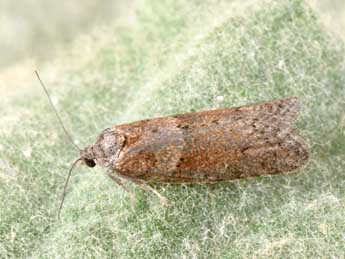 Tortricodes alternella D. & S. adulte - Philippe Mothiron