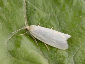 Eana argentana Cl. adulte - Philippe Mothiron