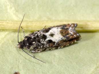 Pammene argyrana Hb. adulte - Philippe Mothiron