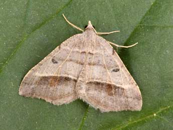 Macaria artesiaria D. & S. adulte - Philippe Mothiron