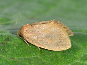Heterogenea asella D. & S. adulte - Philippe Mothiron