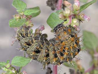  Chenille de Vanessa atalanta L. - Dominique Halleux