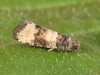 Piniphila bifasciana Hw. adulte - ©Philippe Mothiron