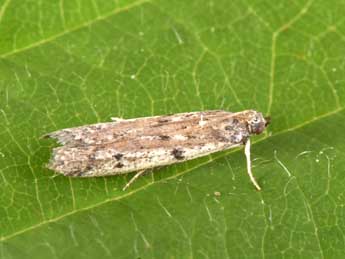 Phycitodes binaevella Hb. adulte - Philippe Mothiron