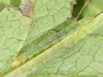  Chenille de Acosmetia caliginosa Hb. - Philippe Mothiron