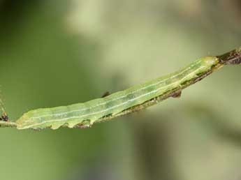  Chenille de Acosmetia caliginosa Hb. - Philippe Mothiron