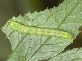  Chenille de Acosmetia caliginosa Hb. - Philippe Mothiron