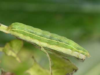  Chenille de Acosmetia caliginosa Hb. - Philippe Mothiron