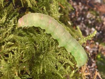  Chenille de Acosmetia caliginosa Hb. - Philippe Mothiron