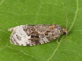 Apotomis capreana Hb. adulte - Philippe Mothiron