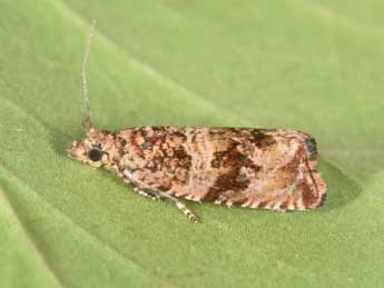 Celypha cespitana Hb. adulte - Philippe Mothiron