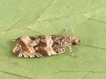 Celypha cespitana Hb. adulte - Philippe Mothiron