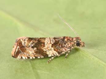 Celypha cespitana Hb. adulte - Philippe Mothiron