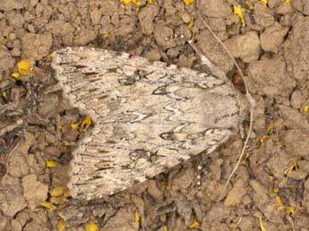 Eremohadena chenopodiphaga Rbr adulte - Wolfgang Wagner, www.pyrgus.de