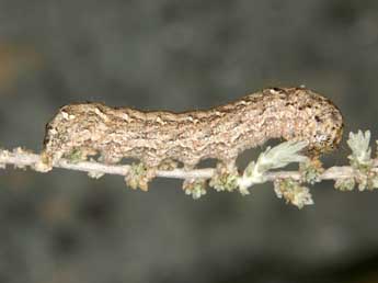  Chenille de Eremohadena chenopodiphaga Rbr - Wolfgang Wagner, www.pyrgus.de