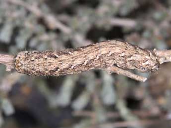  Chenille de Eremohadena chenopodiphaga Rbr - Wolfgang Wagner, www.pyrgus.de