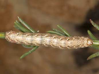  Chenille de Eremohadena chenopodiphaga Rbr - Wolfgang Wagner, www.pyrgus.de