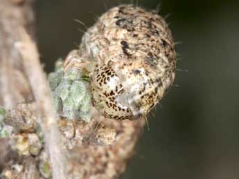  Chenille de Eremohadena chenopodiphaga Rbr - Wolfgang Wagner, www.pyrgus.de