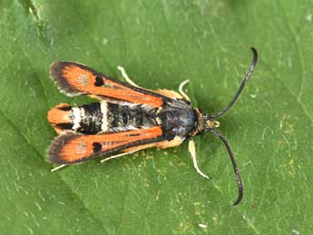 Pyropteron chrysidiforme Esp. adulte - Philippe Mothiron