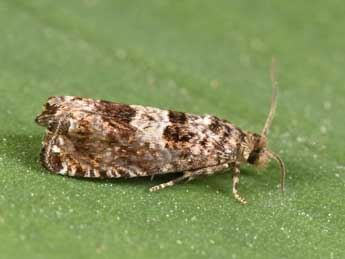 Epiblema costipunctana Hw. adulte - Philippe Mothiron