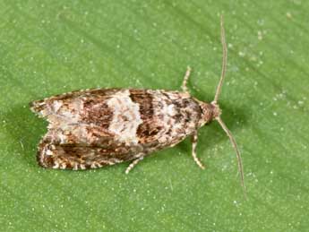 Epiblema costipunctana Hw. adulte - Philippe Mothiron