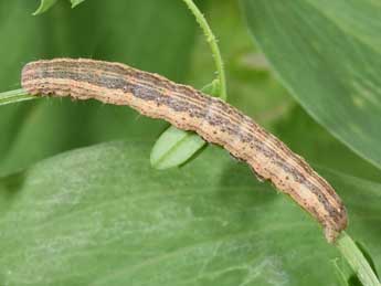  Chenille de Lygephila craccae D. & S. - Philippe Mothiron