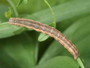  Chenille de Lygephila craccae D. & S. - Philippe Mothiron