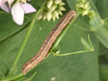  Chenille de Lygephila craccae D. & S. - Philippe Mothiron