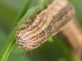  Chenille de Lygephila craccae D. & S. - Philippe Mothiron