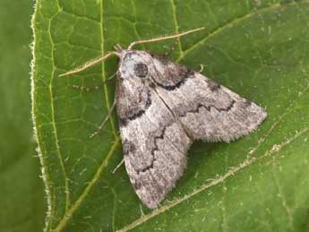 Nola cucullatella L. adulte - Philippe Mothiron