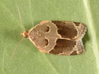 Clepsis dumicolana Z. adulte - Philippe Mothiron