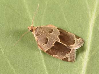 Clepsis dumicolana Z. adulte - Philippe Mothiron