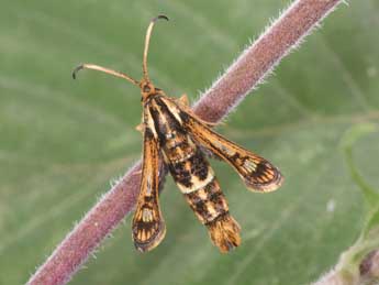 Chamaesphecia euceraeformis O. adulte - Philippe Mothiron