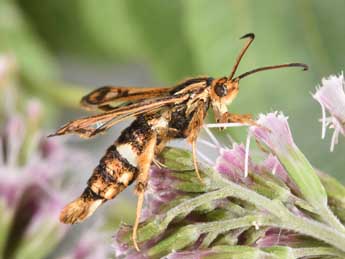 Chamaesphecia euceraeformis O. adulte - Philippe Mothiron