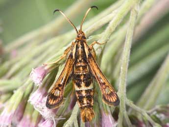 Chamaesphecia euceraeformis O. adulte - Philippe Mothiron