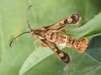 Chamaesphecia euceraeformis O. adulte - Philippe Mothiron