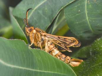 Chamaesphecia euceraeformis O. adulte - Philippe Mothiron