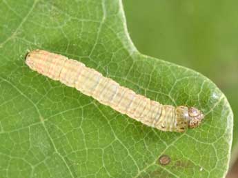  Chenille de Acrobasis fallouella Rag. - Philippe Mothiron