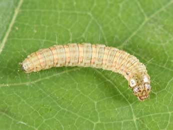  Chenille de Acrobasis fallouella Rag. - Philippe Mothiron