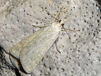 Syrianarpia faunieralis labonnei Var., Nel & Schmid adulte - Nicolas Vincent-Martin