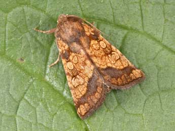 Gortyna flavago D. & S. adulte - Philippe Mothiron