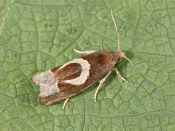 Epiblema foenella L. adulte - Philippe Mothiron