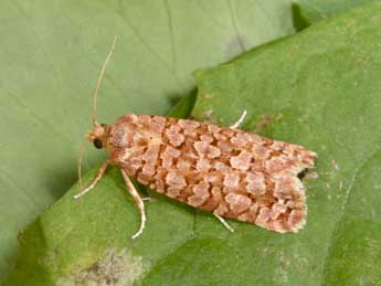 Lozotaeniodes formosana Frl. adulte - Philippe Mothiron