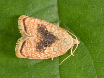 Acleris forsskaleana L. adulte - Philippe Mothiron