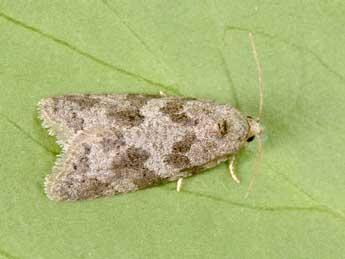 Cnephasia genitalana Pierce & Metc. adulte - Philippe Mothiron