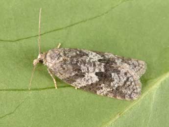 Cnephasia genitalana Pierce & Metc. adulte - Philippe Mothiron